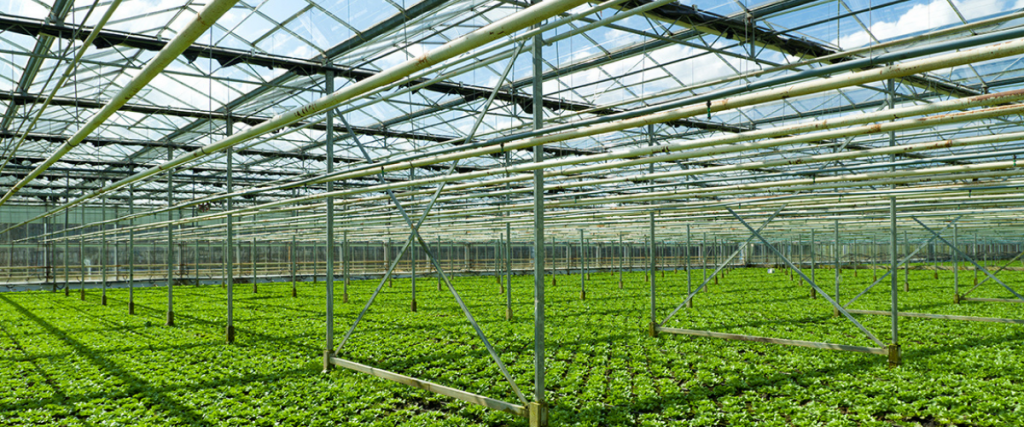 Masterclass in greenhouse technical management, Gatton