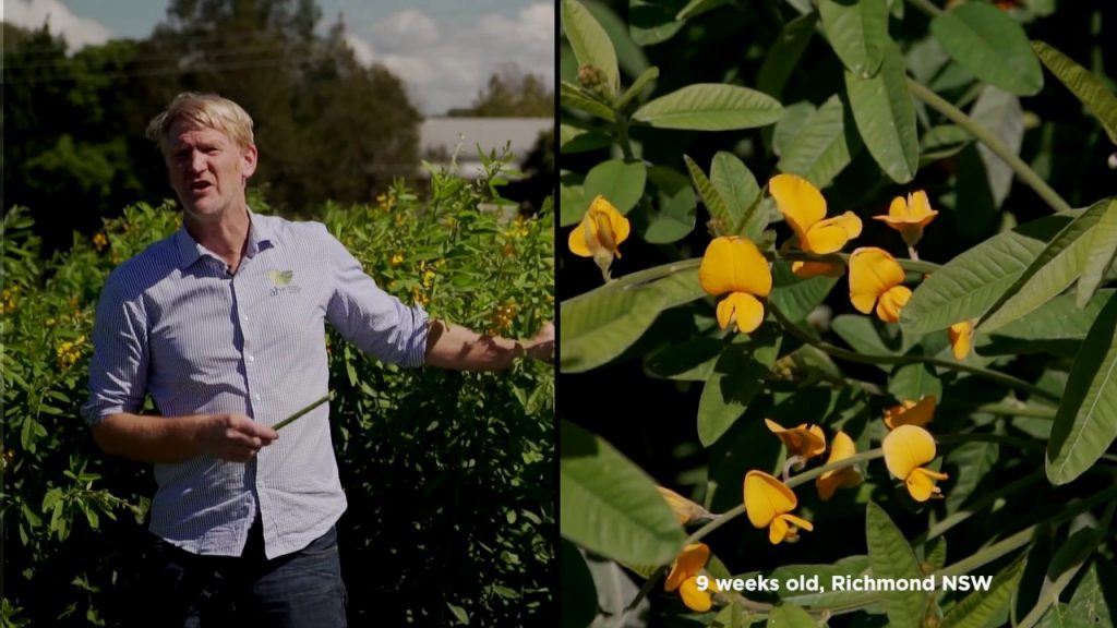 Cover crop videos: Buckwheat and sunn hemp
