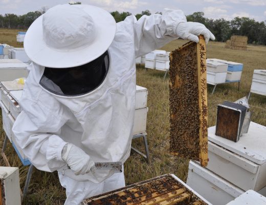 Understanding and managing the role of honey bees in CGMMV epidemiology