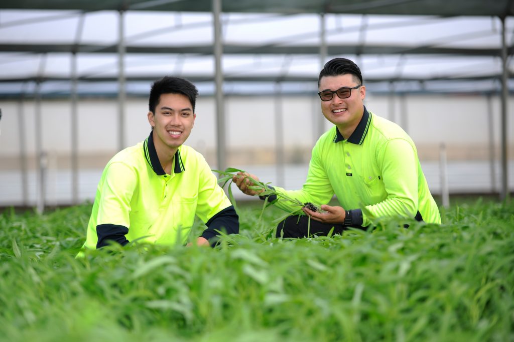 Young grower profile: Neco Vo and Simon Vu