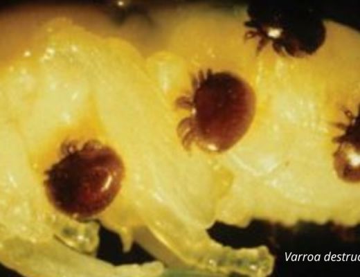 Varroa mite (Varroa destructor) detected in NSW