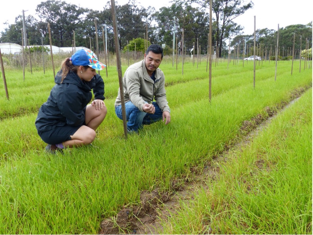 Benefits of ryegrass ground cover at Soil Wealth ICP Sydney Basin demo site