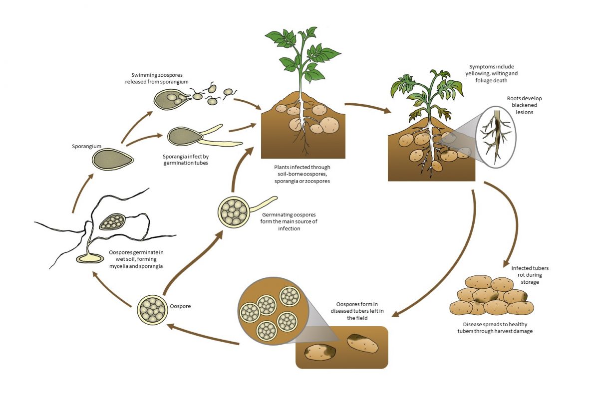 Webinar: Rot diseases in potatoes | AUSVEG