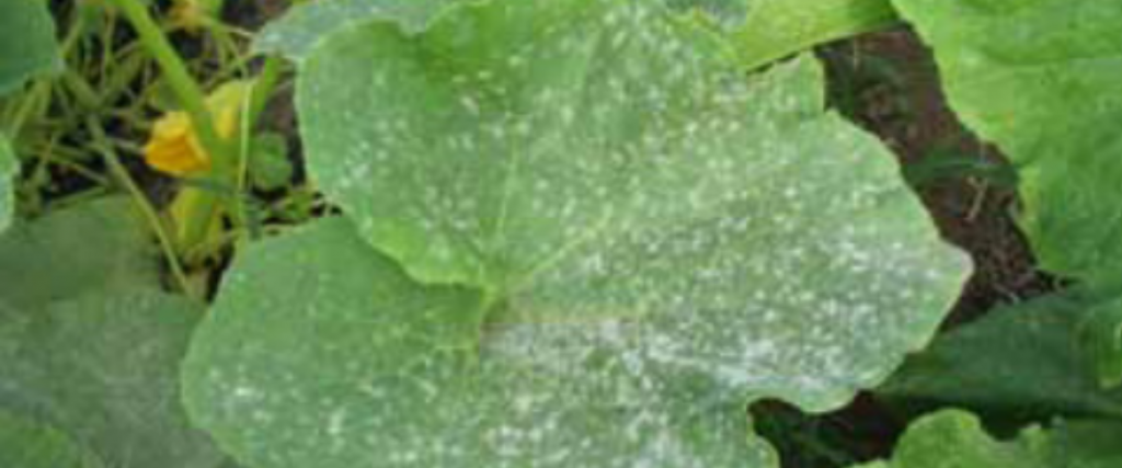 Mega pests fact sheet: Managing foliar diseases
