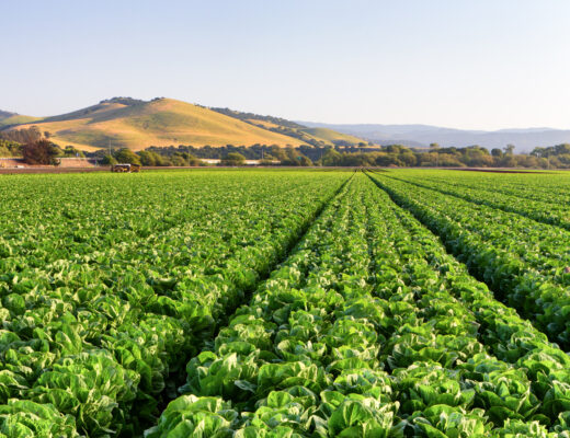 AUSVEG statement on Industrial action and potential implications on Australia’s food supply