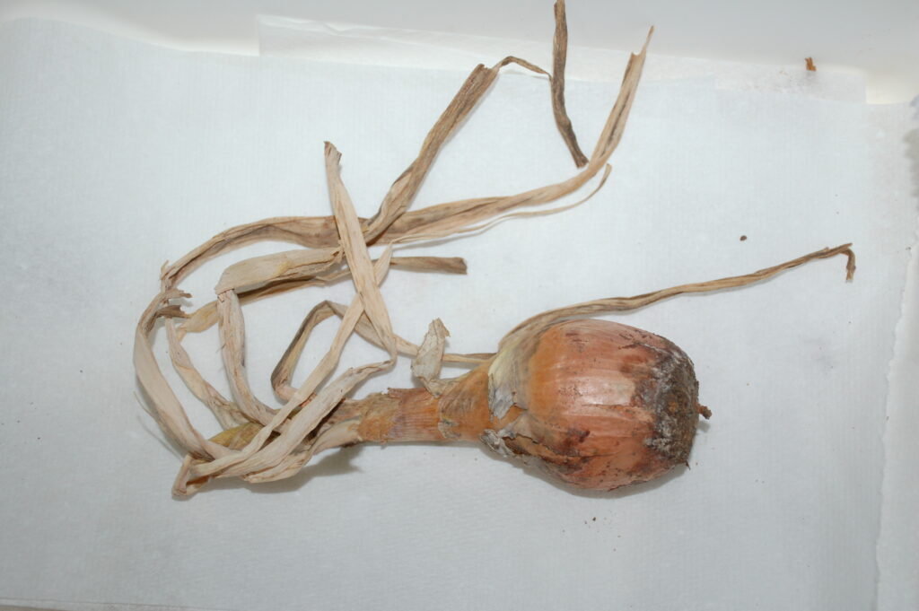 Understanding and managing fusarium basal rot in onions