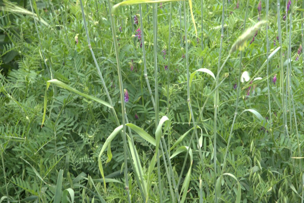 Harnessing the power of cover crops for enhanced soil health
