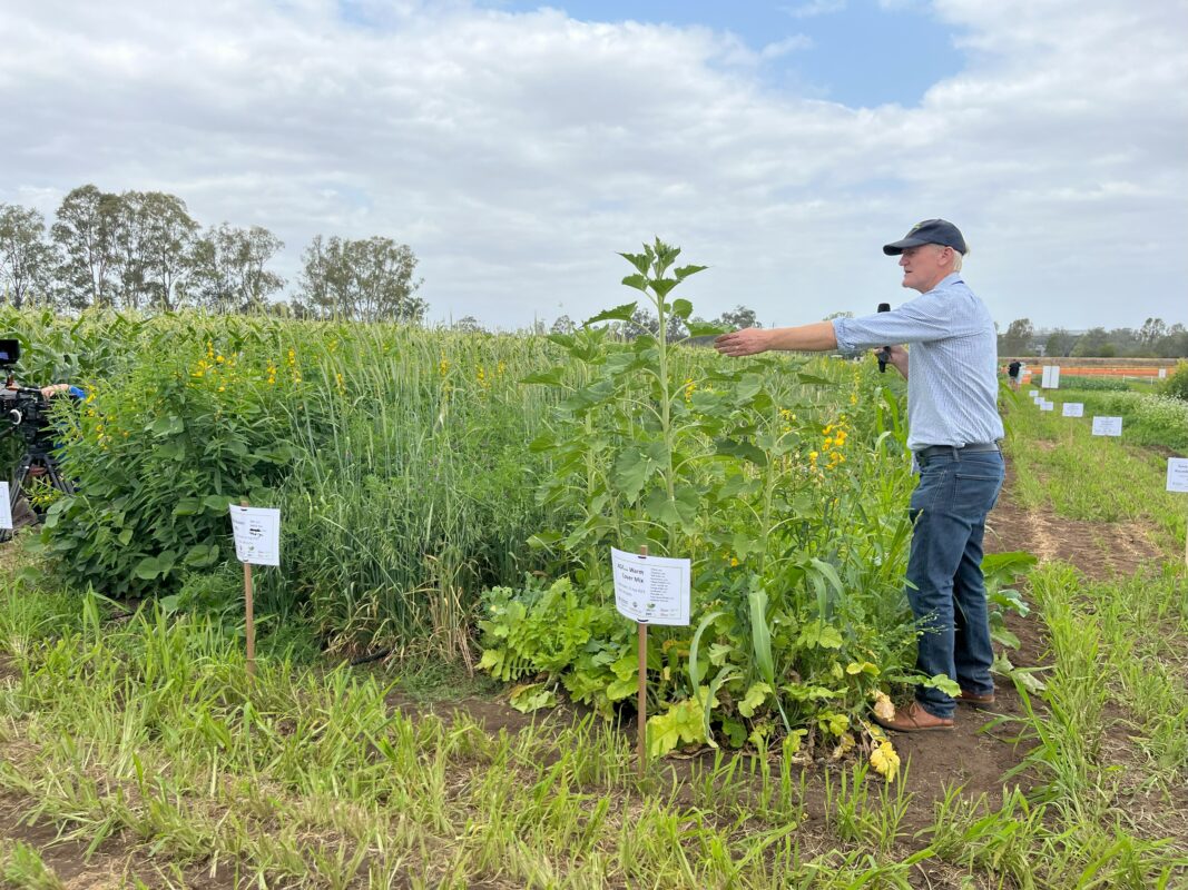Harnessing the power of cover crops for enhanced soil health AUSVEG