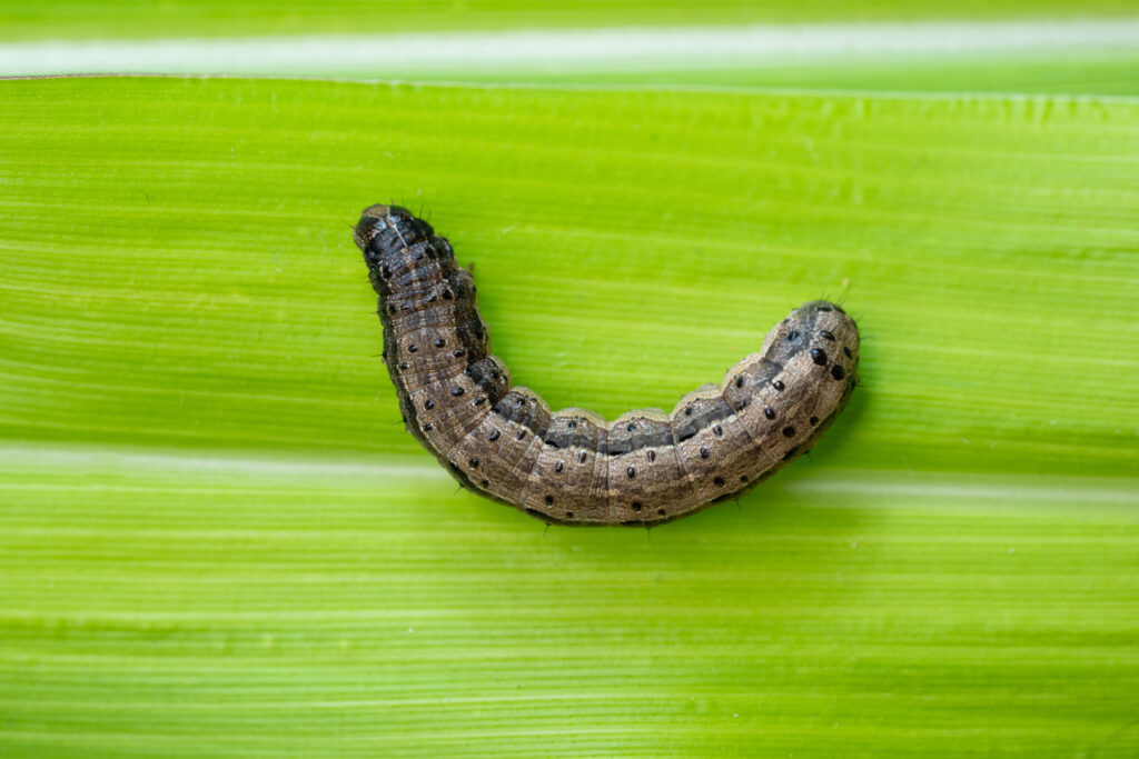 Useful tools to manage Fall armyworm developed from DAF research
