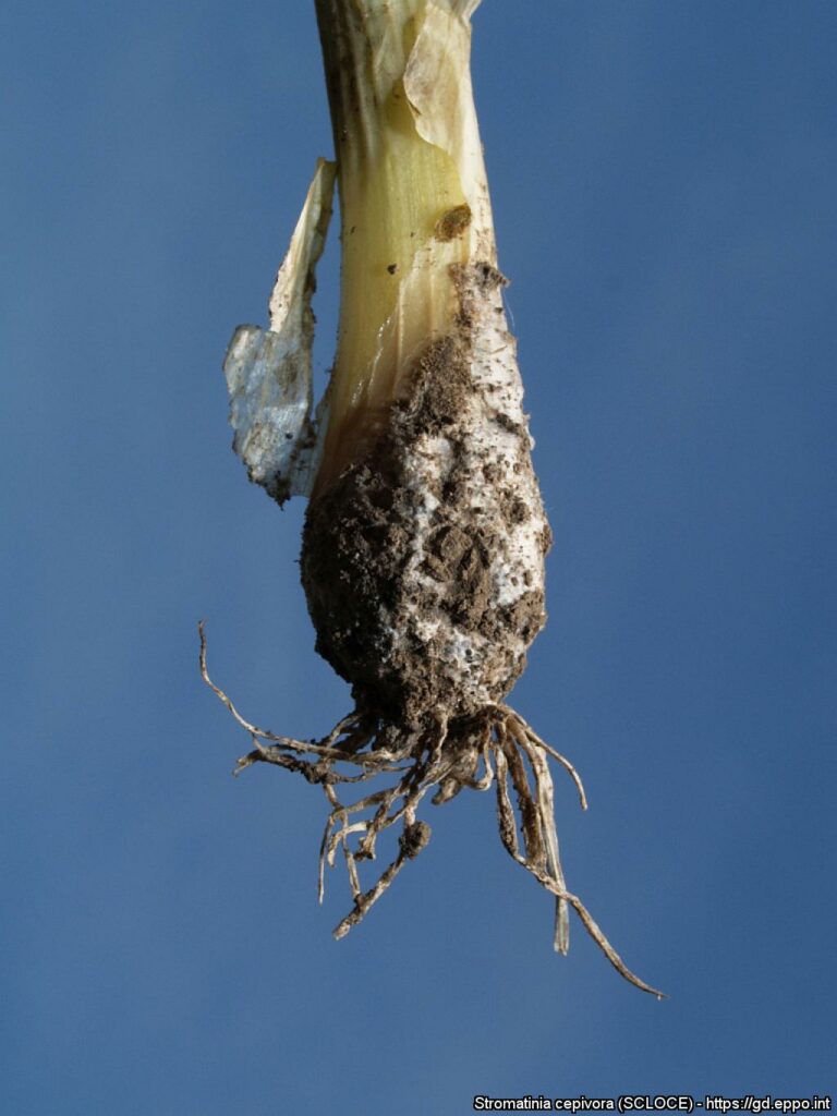 Managing soil borne diseases in onion crops - AUSVEG