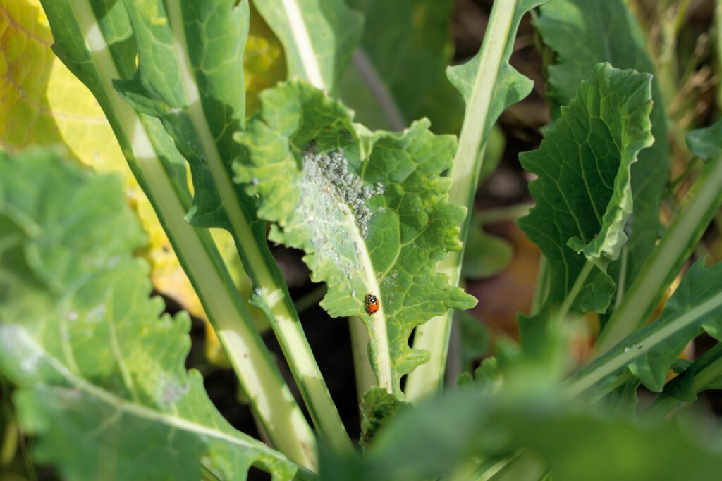 Making the most of brassicas in cover crops