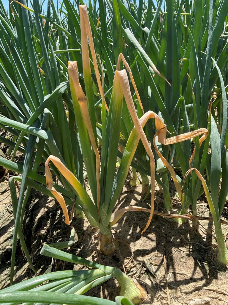 Harvest of onion trials in SA continue to shed light on detection and management of onion basal rot. 