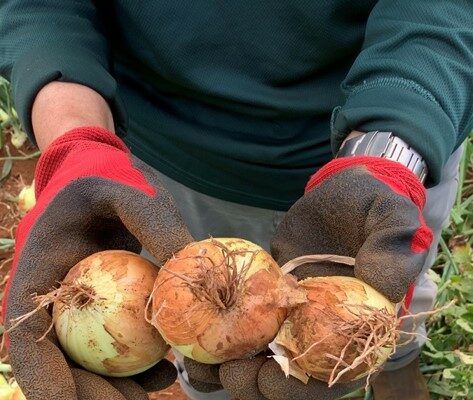 Developing strategies to inhibit Onion White Rot 