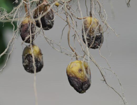 Australia free of type A2 potato late blight 