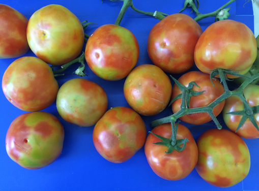 Update on tomato brown rugose fruit virus response