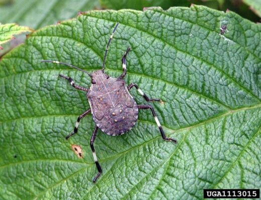 Seasonal measures for Brown marmorated stink bug (BMSB)