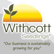 Withcott Seedlings Banner