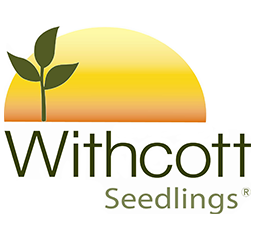 Withcott Seedlings